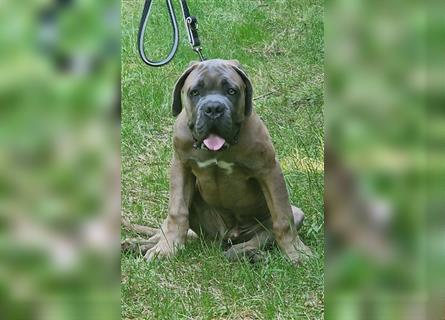 Sehr typvoller Cane Corso Welpe (Rüde) mit FCI Ahnentafel