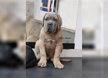 Sehr typvoller Cane Corso Welpe (Rüde) mit FCI Ahnentafel