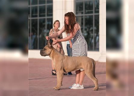 Sehr typvoller Cane Corso Welpe (Rüde) mit FCI Ahnentafel