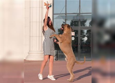 Sehr typvoller Cane Corso Welpe (Rüde) mit FCI Ahnentafel