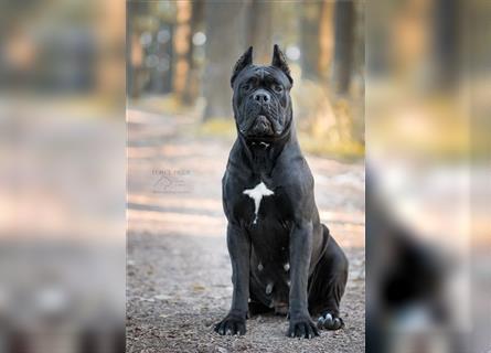 Sehr typvoller Cane Corso Welpe (Rüde) mit FCI Ahnentafel