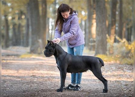 Sehr typvoller Cane Corso Welpe (Rüde) mit FCI Ahnentafel