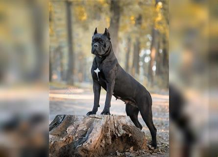 Sehr typvoller Cane Corso Welpe (Rüde) mit FCI Ahnentafel