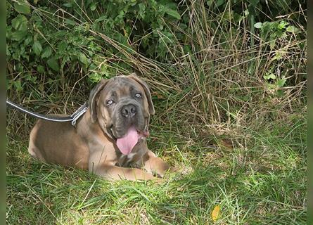 Sehr typvoller Cane Corso Welpe (Rüde) mit FCI Ahnentafel