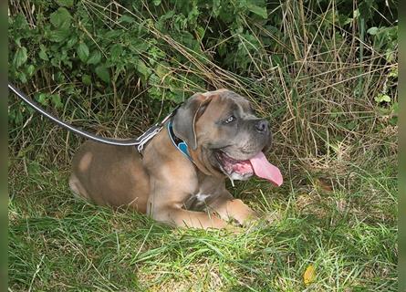 Sehr typvoller Cane Corso Welpe (Rüde) mit FCI Ahnentafel