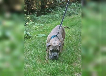 Sehr typvoller Cane Corso Welpe (Rüde) mit FCI Ahnentafel