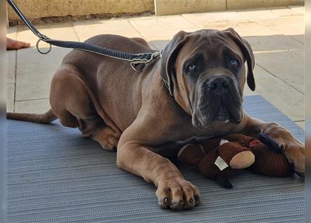 Sehr typvoller Cane Corso Welpe (Rüde) mit FCI Ahnentafel