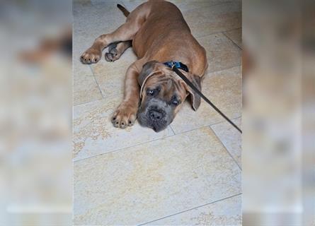 Sehr typvoller Cane Corso Welpe (Rüde) mit FCI Ahnentafel