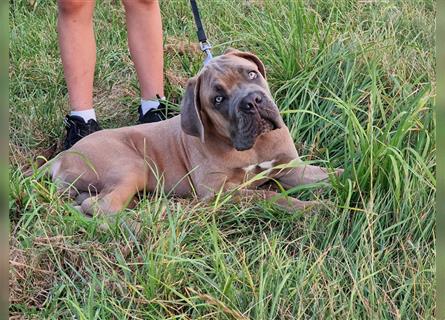 Sehr typvoller Cane Corso Welpe (Rüde) mit FCI Ahnentafel