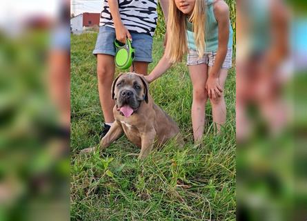 Sehr typvoller Cane Corso Welpe (Rüde) mit FCI Ahnentafel