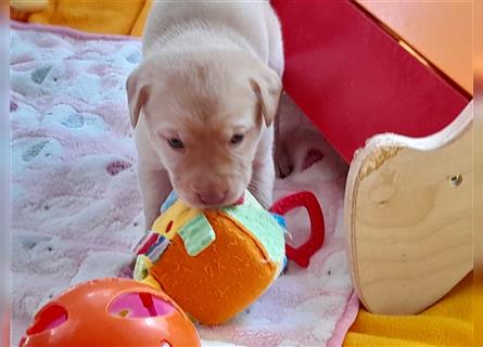 Labrador Welpen      Unsere Zwerge suchen DICH