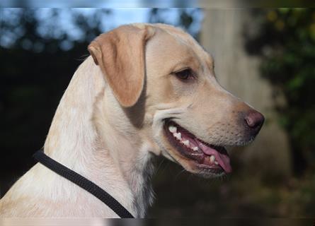 Labrador Welpen      Unsere Zwerge suchen DICH