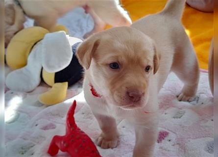 Labrador Welpen      Unsere Zwerge suchen DICH