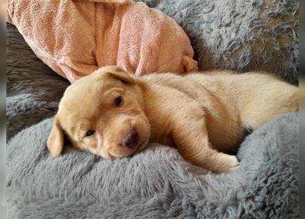 Labrador Welpen      Unsere Zwerge suchen DICH