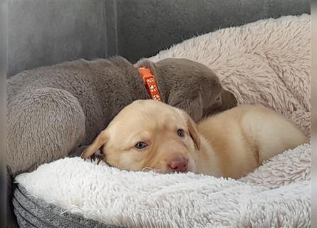 Labrador Welpen      Unsere Zwerge suchen DICH