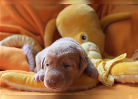 Labrador Welpen      Unsere Zwerge suchen DICH