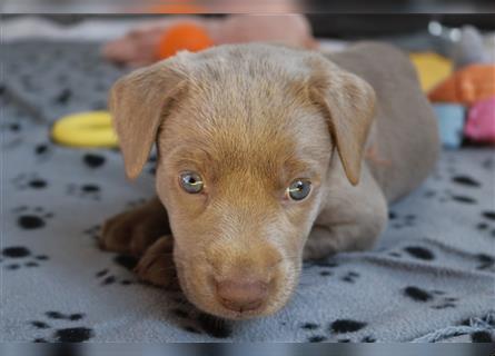 Labrador Welpen      Unsere Zwerge suchen DICH