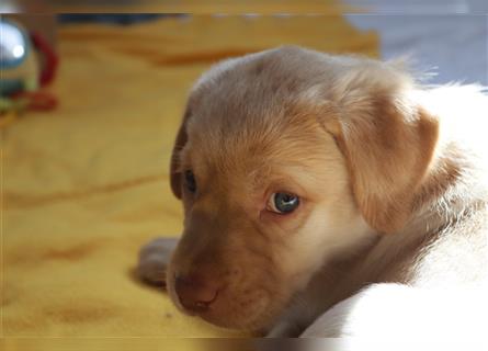 Labrador Welpen      Unsere Zwerge suchen DICH