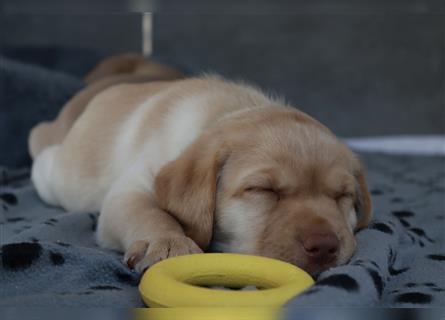 Labrador Welpen      Unsere Zwerge suchen DICH