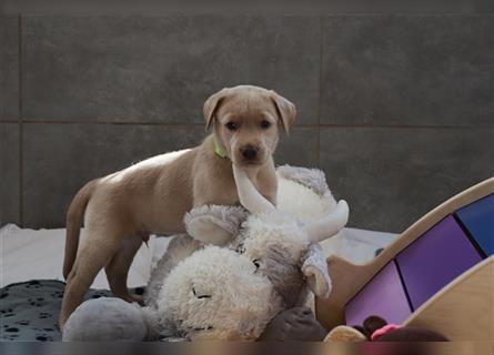 Labrador Welpen      Unsere Zwerge suchen DICH