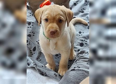 Labrador Welpen      Unsere Zwerge suchen DICH