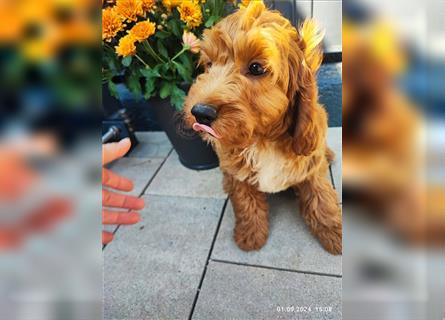 Cockapoo,cockerpoo