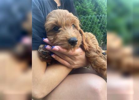 Cockapoo,cockerpoo