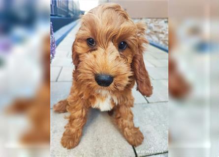 Cockapoo,cockerpoo