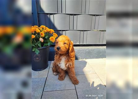 Cockapoo,cockerpoo