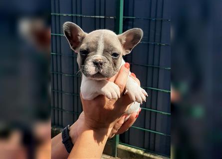 Französische bulldogge welpen