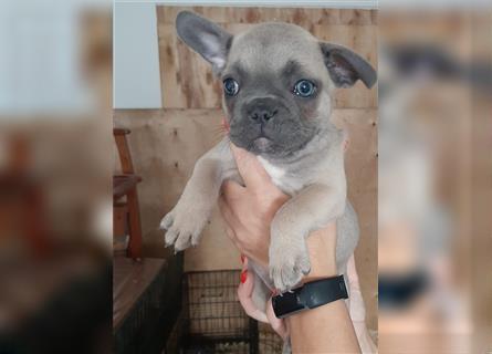 Französische bulldogge welpen