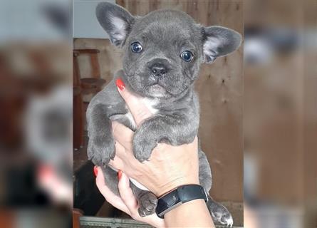 Französische bulldogge welpen