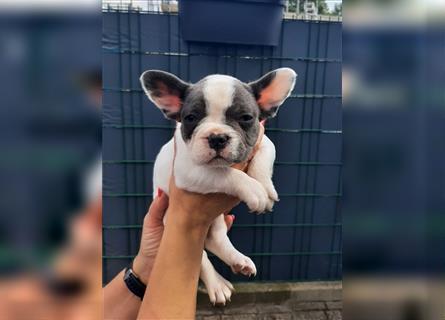 Französische bulldogge welpen