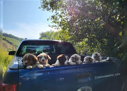 Mini-AustralianShepherd/Standard-AustralianShepherd