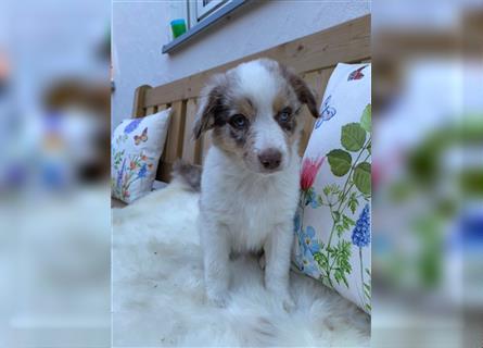 Mini-AustralianShepherd/Standard-AustralianShepherd