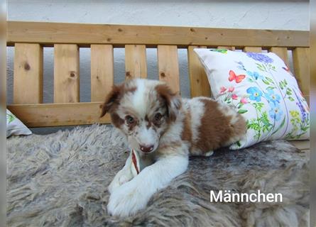 Mini-AustralianShepherd/Standard-AustralianShepherd