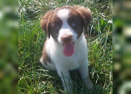 Mini-AustralianShepherd/Standard-AustralianShepherd