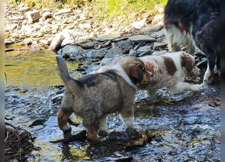 Mini-AustralianShepherd/Standard-AustralianShepherd