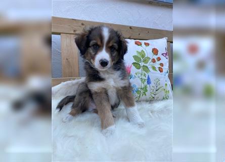 Mini-AustralianShepherd/Standard-AustralianShepherd