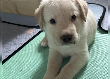 Mixwelpen - Griechischer Labrador / Golden Retriever