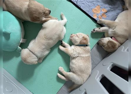 Mixwelpen - Griechischer Labrador / Golden Retriever