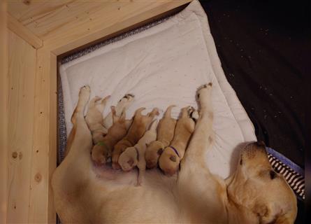 Mixwelpen - Griechischer Labrador / Golden Retriever