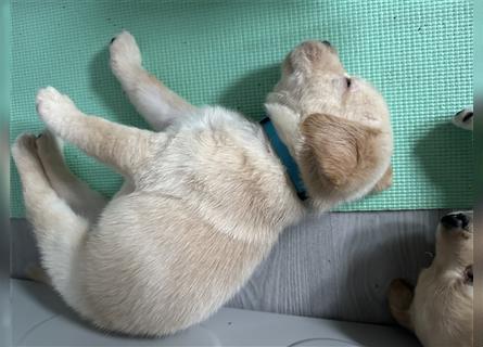 Mixwelpen - Griechischer Labrador / Golden Retriever