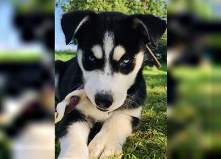 Husky- Dobermann- Mix