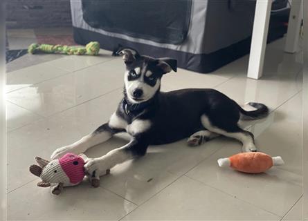 Husky- Dobermann- Mix