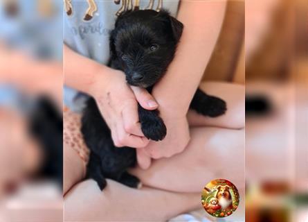 Anhängliche SHELTIDOODLE Welpen mit Papieren, 2 Hündinnen noch frei