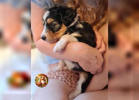 Anhängliche SHELTIDOODLE Welpen mit Papieren, 2 Hündinnen noch frei