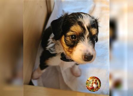 Anhängliche SHELTIDOODLE Welpen mit Papieren, 2 Hündinnen noch frei