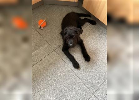 Labradoodle 4 Monate