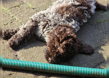 Lagotto Romagnolo Welpen, 4 Hündinnen suchen ein Zuhause